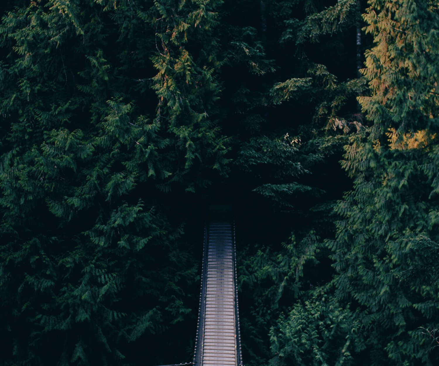 Digital marketing services for business growth