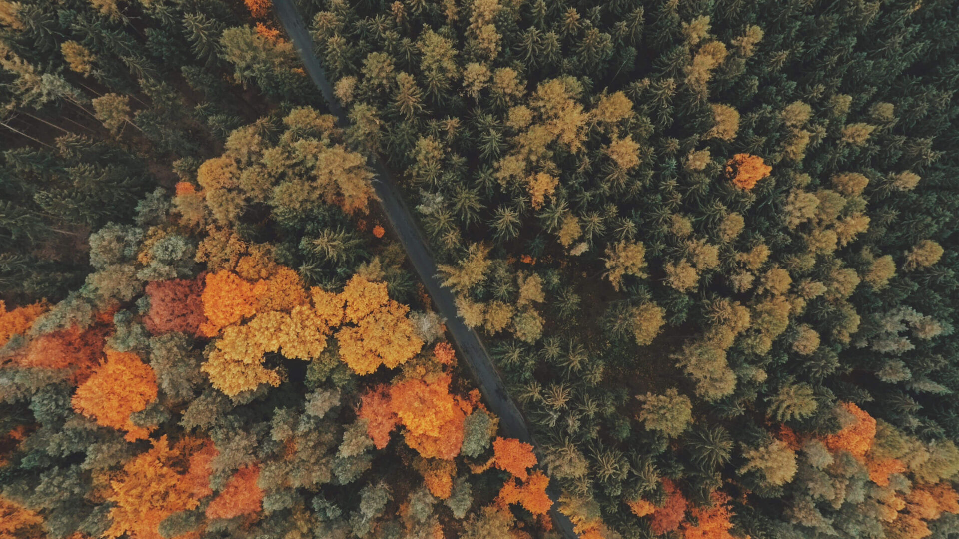 Choosing the Right Website Agency Fort St John for Your Business Growth